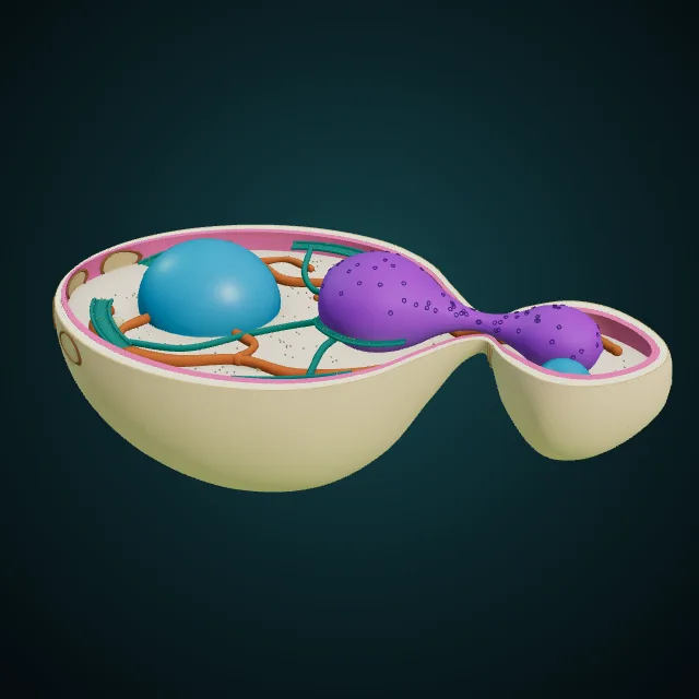 Cell 3D · Learning apps